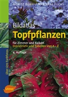 Morit Bürki, Moritz Bürki, Marianne Fuchs - Topfpflanzen