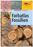 Ma Urlichs, Max Urlichs, Bernhard Ziegler - Fossilien