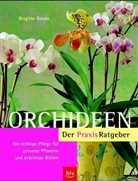 Brigitte Goede - Orchideen