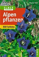 Oska Angerer, Oskar Angerer, Thoma Muer, Thomas Muer - Alpenpflanzen