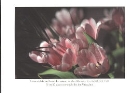 Josef Widmann - Tulpen