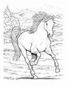 W. W. Denslow, John Green, John Denslow Green - Wonderful World of Horses Coloring Book
