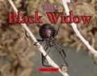 Heather Miller - Black Widow