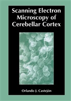 Orlando J. Castejon, Orlando Castejón - Scanning Electron Microscopy of Cerebellar Cortex