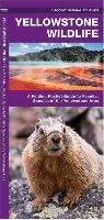 James Kavanagh, James/ Leung Kavanagh, Waterford Press, Raymond Leung - Yellowstone Wildlife