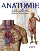 Anatomie