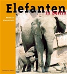 Bernhard Blaszkiewitz - Elefanten in Berlin