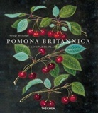 George Brookshaw - Pomona britannica