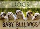 Dogs, Postkartenbuch
