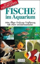Fische im Aquarium