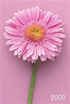 Gerbera, Lady-Timer 2009