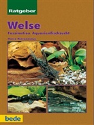 Harro Hieronimus - Welse