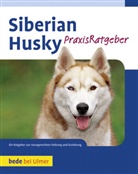 Stefan Pfaffenburner - Siberian Husky