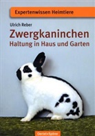 Ulrich Reber - Zwergkaninchen