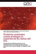 Jaime Antoni Cardozo Cerquera, Jaime Antonio Cardozo Cerquera, Jos Cebrián Pérez, José Álvaro Cebrián Pérez, María Teresa Muiño Blanco - Proteínas seminales ovinas protegen el esperma de los daños del frío