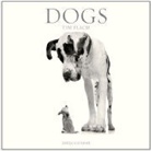 Tim Flach - Dogs: 2013 Wall Calendar