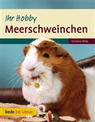 Christine Wilde - Meerschweinchen