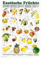 Schreiber Naturtafeln: Exotische Früchte