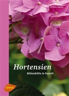 Corinne Mallet - Hortensien