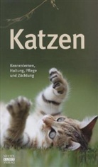 Katzen