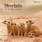 Meerkats, Broschürenkalender 2013