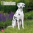 Not Available (NA) - Dalmatians 2013 Calendar