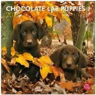 Not Available (NA) - Labrador Retriever Puppies, Chocolate 2013 Calendar