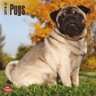 Not Available (NA) - Pugs 2013 Calendar