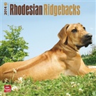 Not Available (NA) - Rhodesian Ridgebacks 2013 Calendar