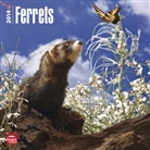 Not Available (NA) - Ferrets 2013 Calendar