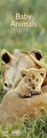 Baby Animals, Streifenkalender 2013