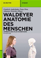 Anton Waldeyer, Anderhube, Friedrich Anderhuber, Per, Fran Pera, Franz Pera... - Waldeyer Anatomie des Menschen