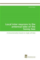 Anneke Meyer - Local inter neurons in the antennal lobe of the honey bee