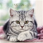 Katzen, Broschürenkalender 2013. Cats