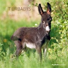 Tierbabys, Broschürenkalender 2013. Animal Babies