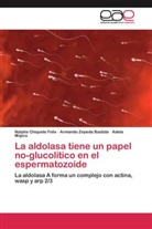 Natali Chiquete Felix, Natalia Chiquete Felix, M&uacute;, Adela M&uacute;jica, Armand Zepeda Bastida, Armando Zepeda Bastida - La aldolasa tiene un papel no-glucol&iacute;tico en el espermatozoide