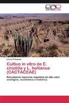 Laura Velázquez - Cultivo in vitro de E. chiotilla y L. hollianus (CACTACEAE)