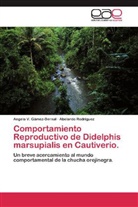 Angela Gámez-Bernal, Angela V Gámez-Bernal, Angela V. Gámez-Bernal, Abelardo Rodriguez - Comportamiento Reproductivo de Didelphis marsupialis en Cautiverio.