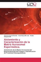 Chiqu, Natalia ChiqueteFelix, Adel MujicaMiranda, Adela MujicaMiranda, Armand Zepeda-Bastida, Armando Zepeda-Bastida - Aislamiento y Caracterización de la Matriz Acrosomal Espermática.