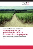 Justo L González, Justo L. González, Romeli Rodríguez Sánchez, Romelio Rodríguez Sánchez - Aclimatización de plántulas de caña de azúcar micropropagadas