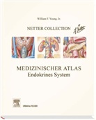 W. F. Young, William F. Young, Willia F Young, William F. Young - Medizinischer Atlas, Endokrines System