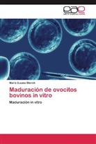 María Susana Blanch - Maduración de ovocitos bovinos in vitro