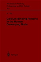 N Ulfig, N. Ulfig, Norbert Ulfig - Calcium-Binding Proteins in the Human Developing Brain