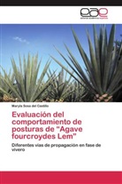 Maryla Sosa del Castillo - Evaluación del comportamiento de posturas de "Agave fourcroydes Lem"