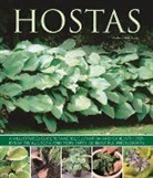 Andrew Mikolajski, Mikolajski Andrew - Hostas