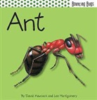 David Hawcock, Lee Montgomery - Ant