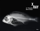 René Harather, Werner Schuster, Werne Schuster - X-Ray