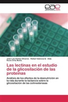 José Lui Gómez Olivares, José Luis Gómez Olivares, Ortiz, Alda Rocío Ortiz Muñiz, Rafae Valencia-Q, Rafael Valencia-Q - Las lectinas en el estudio de la glicosilación de las proteínas