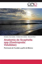del Re, Alicia del Real, Cristin Gorrostieta, Cristina Gorrostieta, Eréndir Gorrostieta, Eréndira Gorrostieta... - Anatomía de Scaphella spp.(Gastropoda: Volutidae)