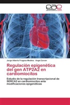 Jorge Albert Fragoso-Medina, Jorge Alberto Fragoso-Medina, Ángel Zarain - Regulación epigenética del gen ATP2A2 en cardiomiocitos